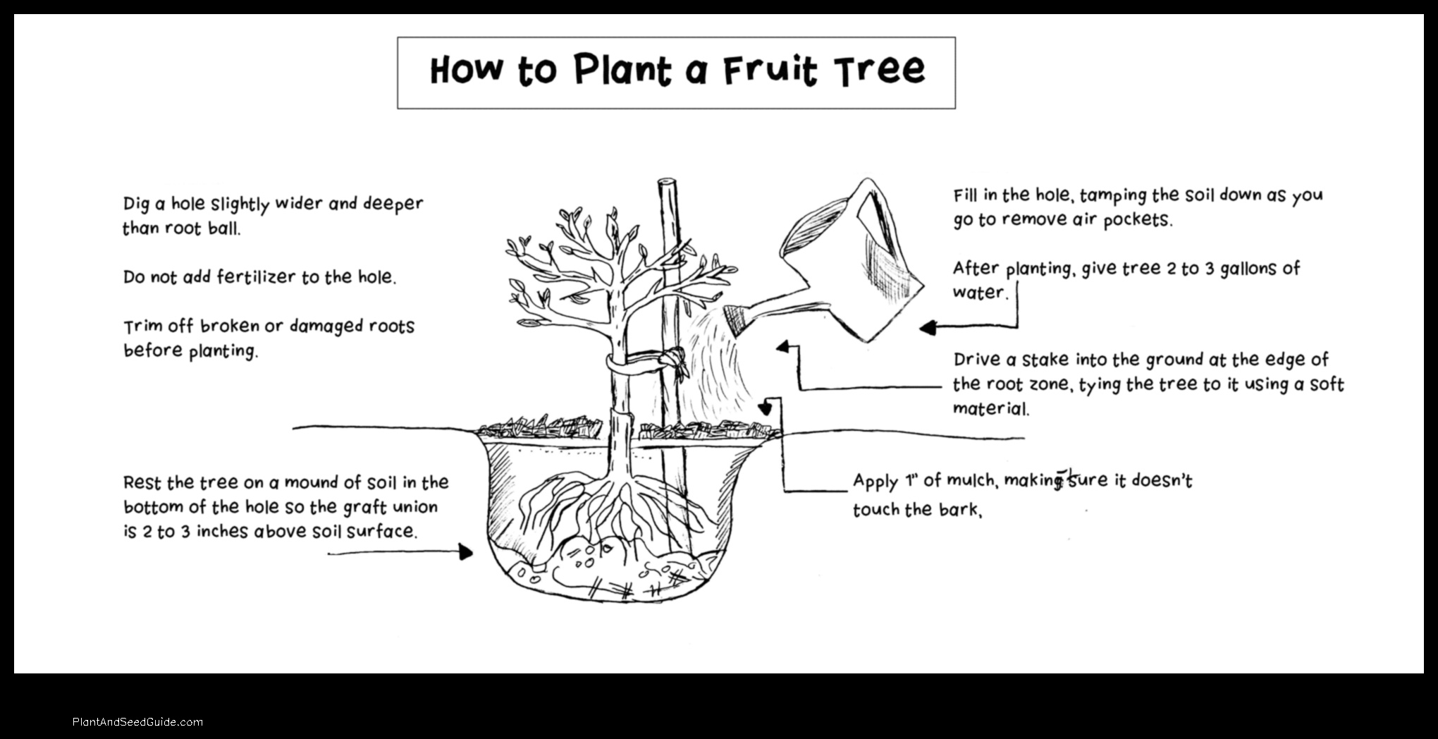 how to plant fruit trees in clay soil