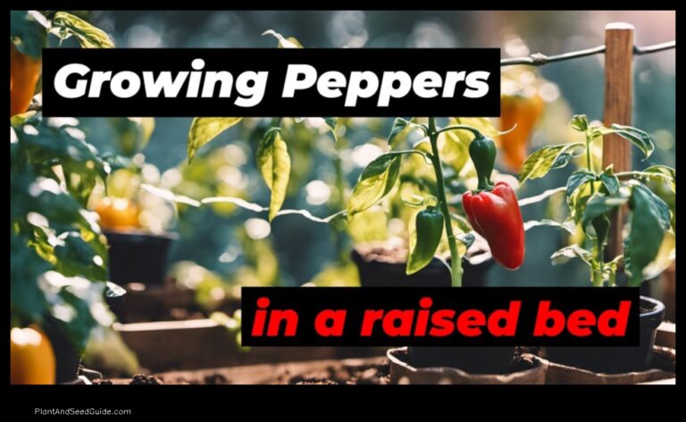 How to Grow Peppers in a Raised Bed A Step by Step Guide