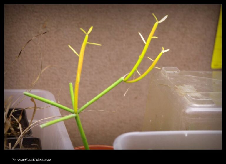 How to Grow Your Never Never Plant Euphorbia tirucalli from Stem Cuttings