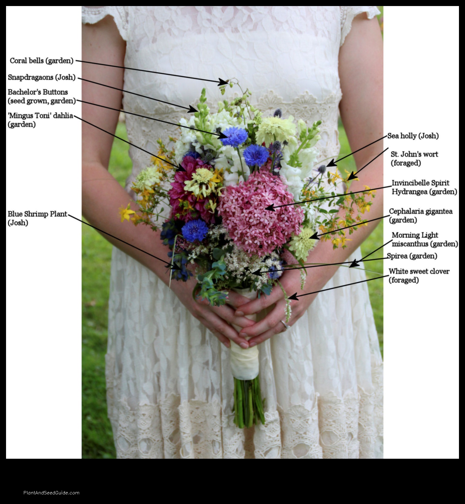 how to propagate bridal bouquet plant