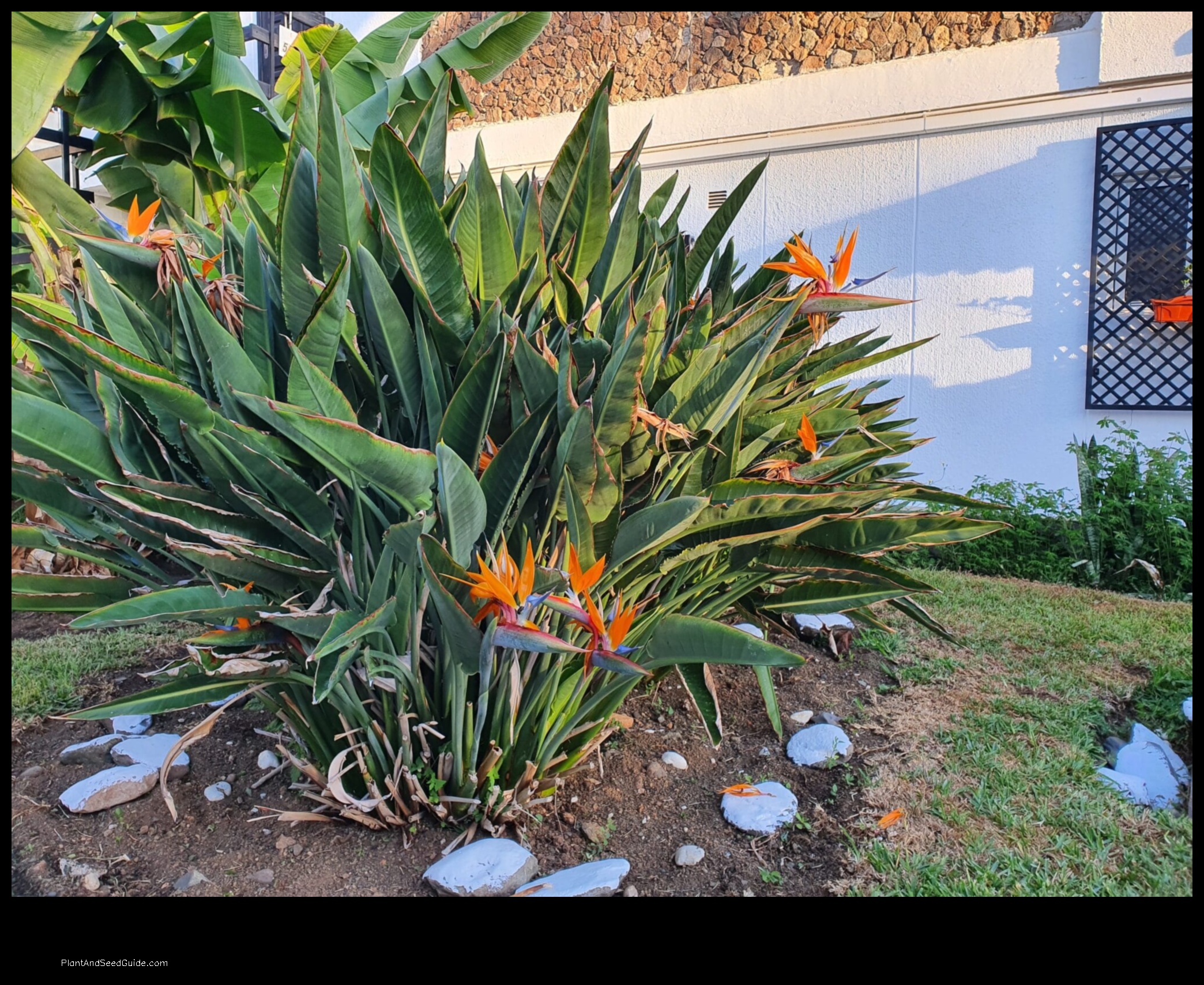 how to propagate bird of paradise plant