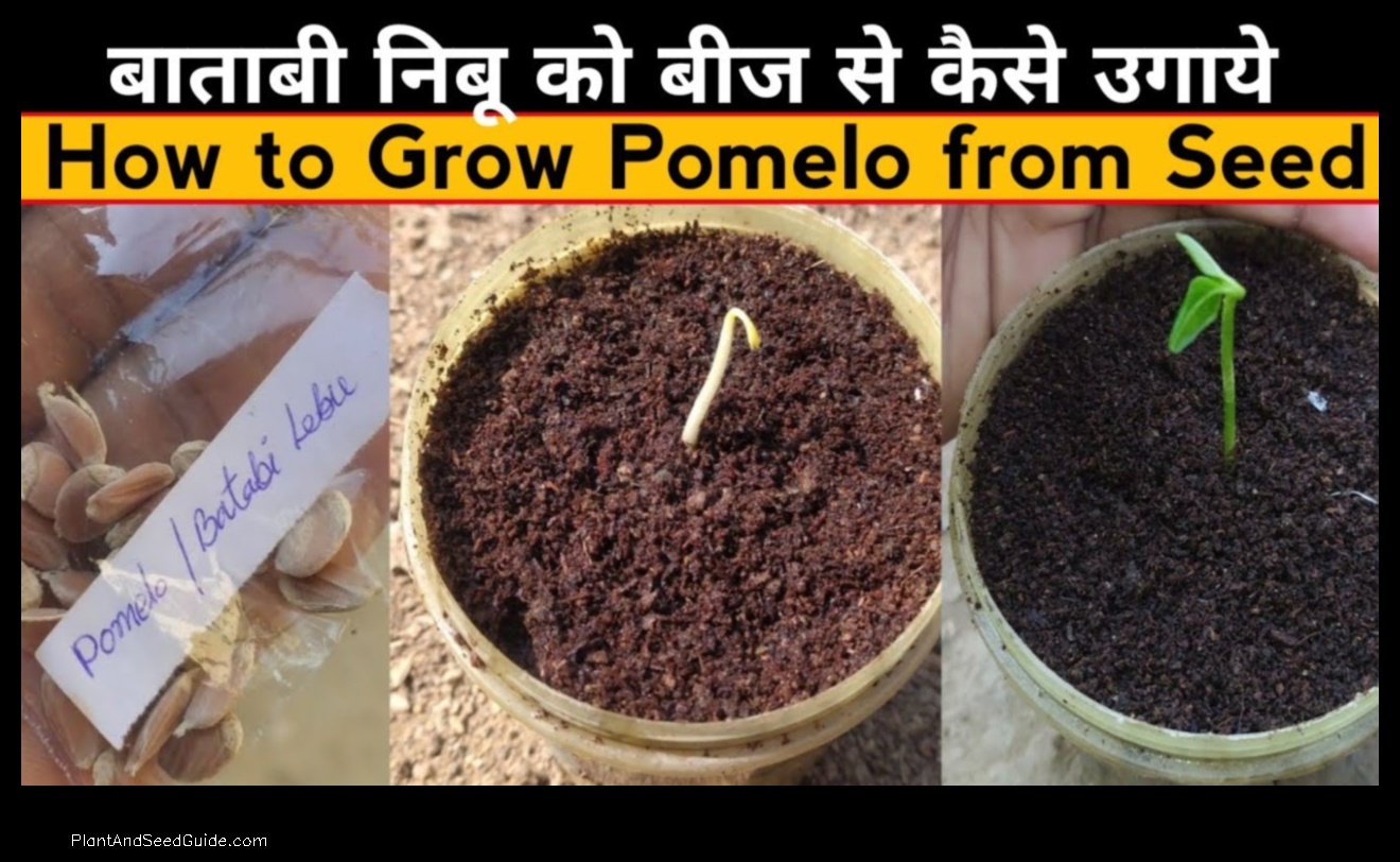how to plant pomelo seed