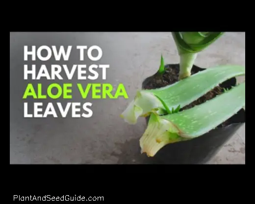 how to cut aloe vera leaf from plant without killing it