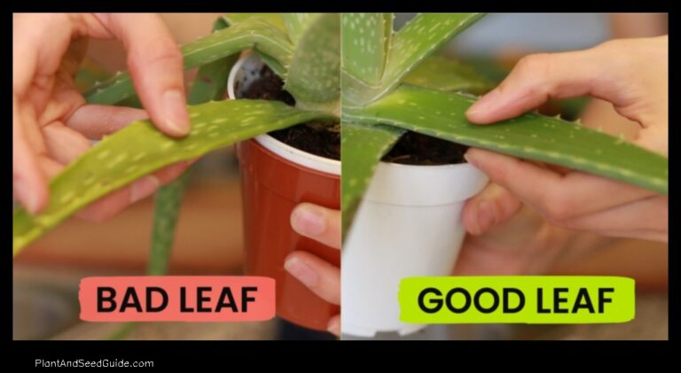 How to Harvest Aloe Vera Leaves Without Killing the Plant