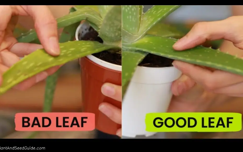 How to Harvest Aloe Vera Leaves Without Killing the Plant