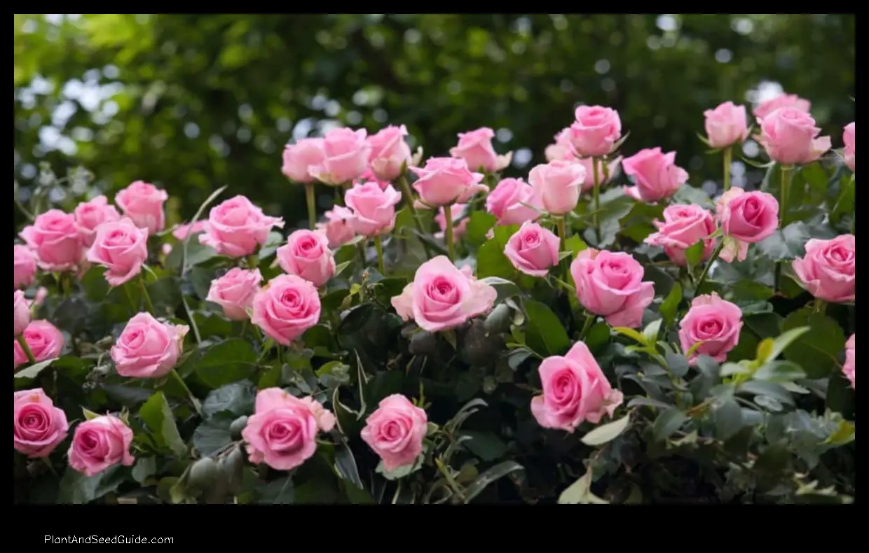 how to make rose plant bushy