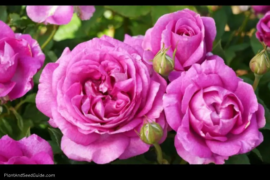 How to Make Your Rose Bushes Bushier a Step by Step Guide