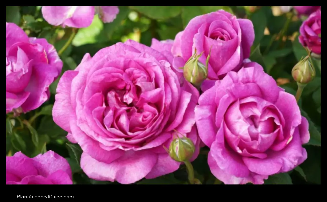How to Make Your Rose Bushes Bushier A Step-by-Step Guide - Plant And ...