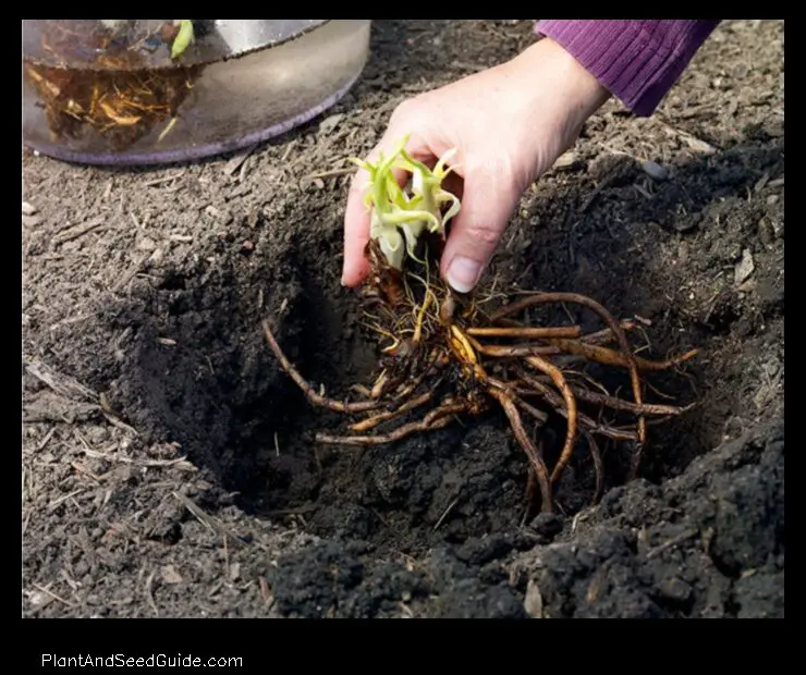 How to Plant Bare Root Daylilies a Step by Step Guide