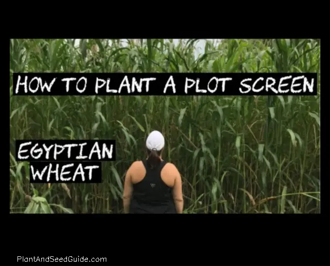 How to Plant Egyptian Wheat a Step by Step Guide