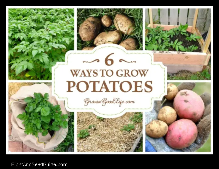 how to plant fingerling potatoes