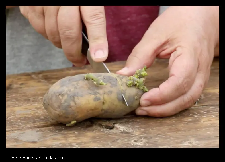 how to plant fingerling potatoes