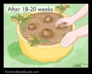 How to Plant Fingerling Potatoes a Step by Step Guide