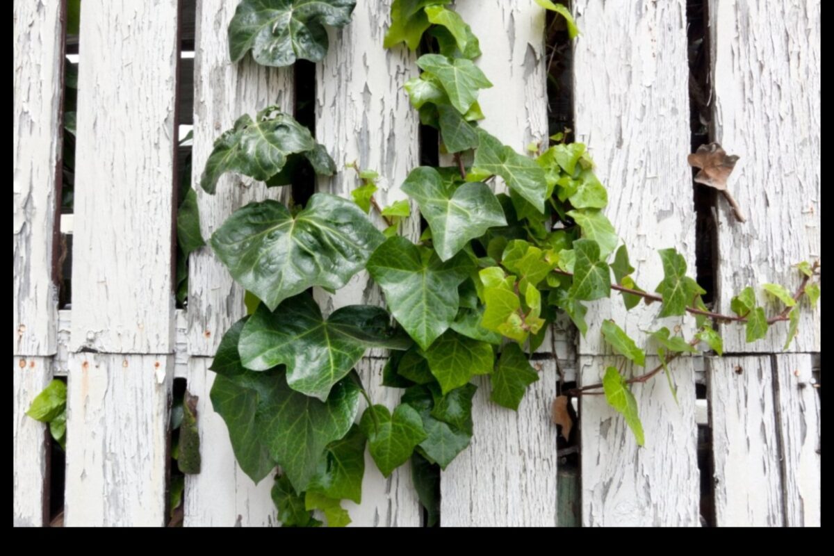 How to Plant Ivy on a Fence A StepbyStep Guide Plant And Seed Guide