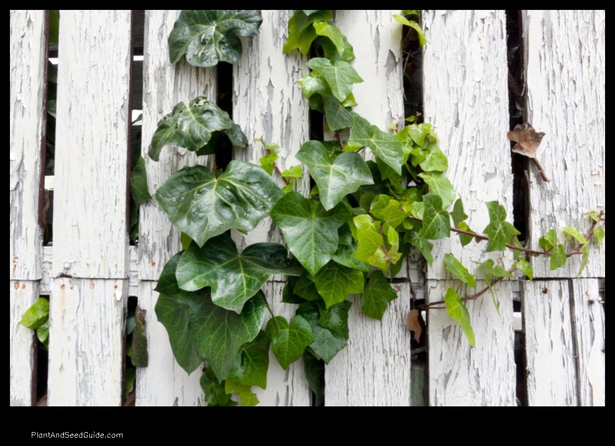 how to plant ivy on a fence