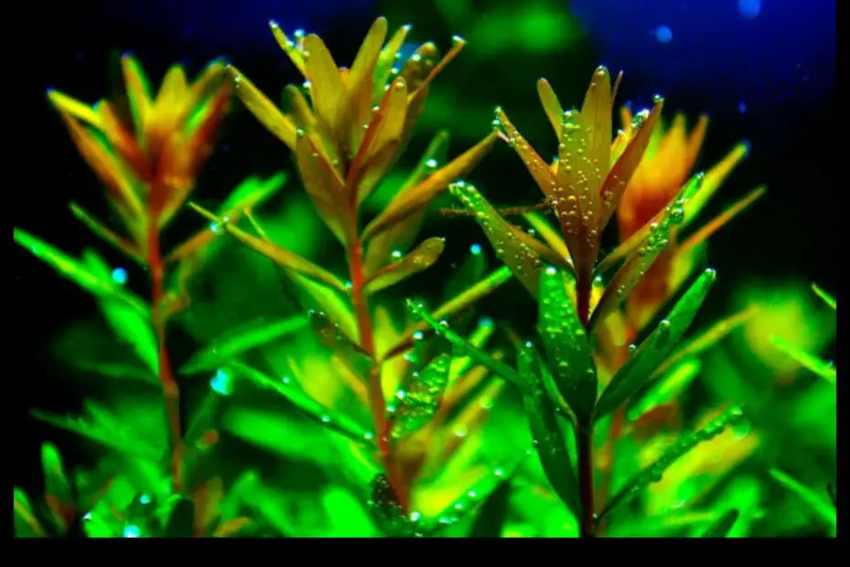 How to Plant Rotala Rotundifolia a Step by Step Guide