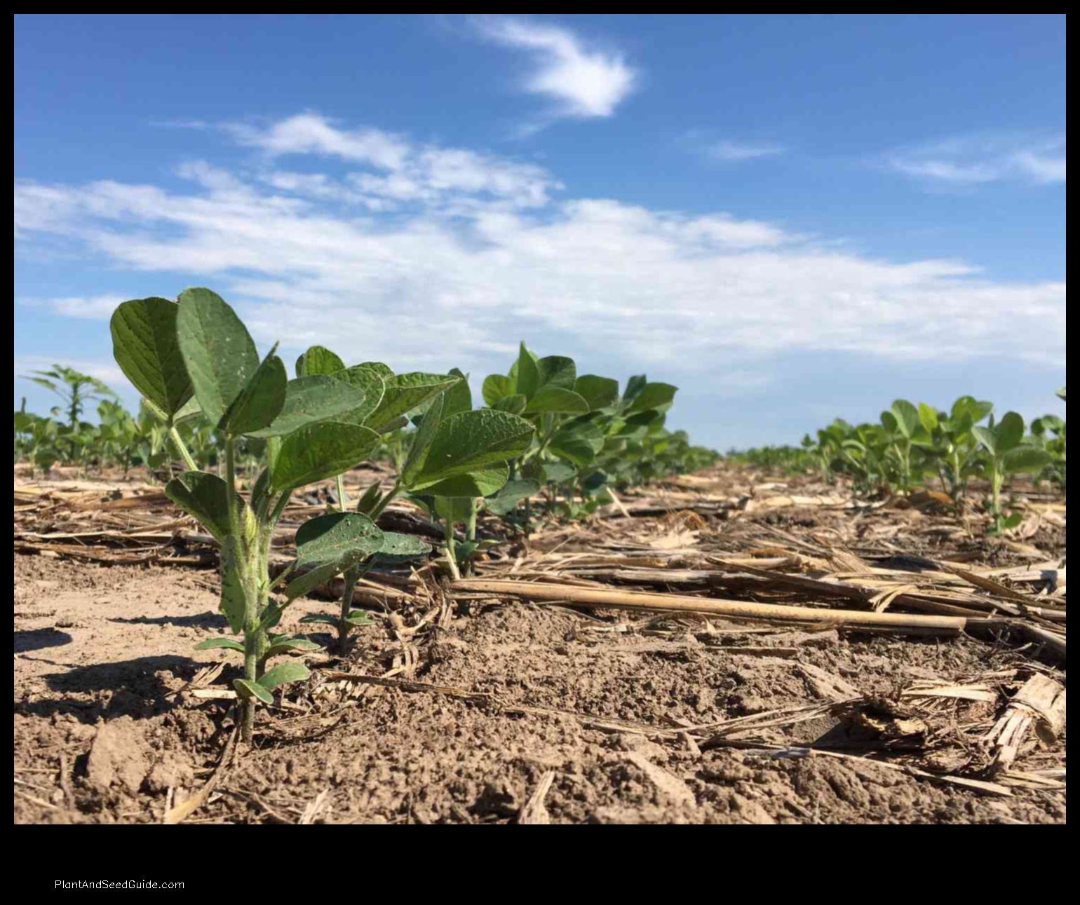 how to plant soybeans without a planter