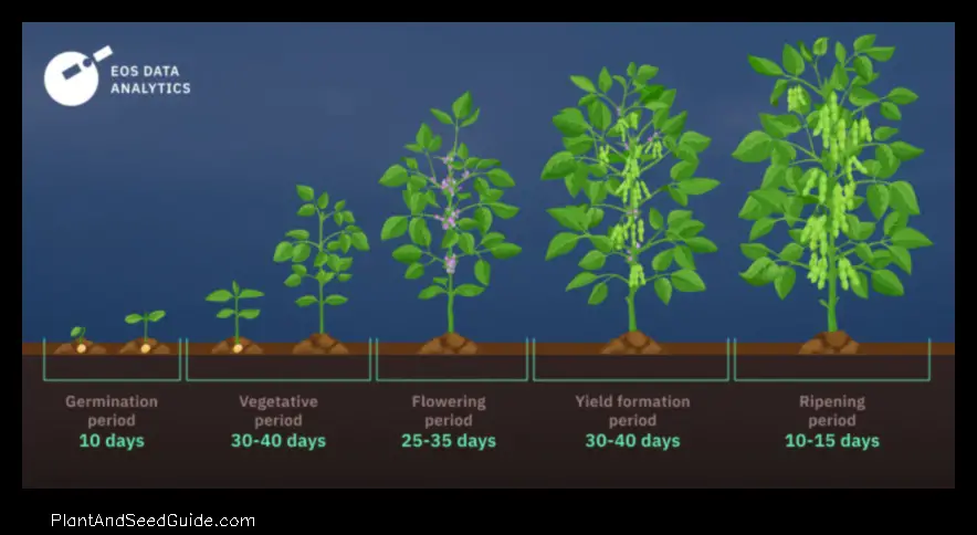How to Plant Soybeans Without a Planter a Step by Step Guide