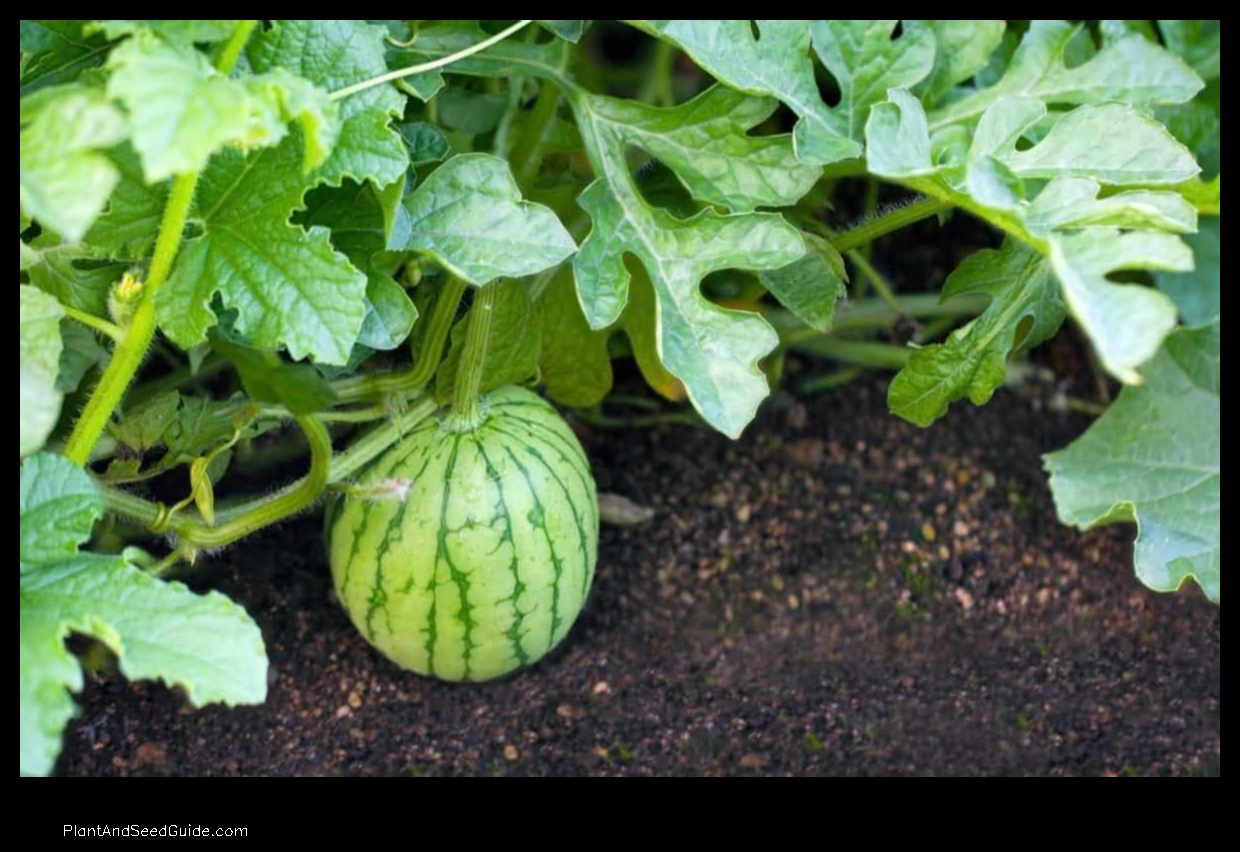 how to pollinate watermelon plant by hand