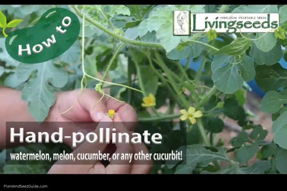 How to Pollinate Watermelon Plants by Hand a Step by Step Guide