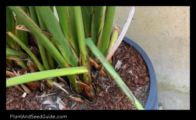how to propagate birds of paradise plant