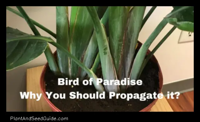 How to Propagate Birds of Paradise a Step by Step Guide