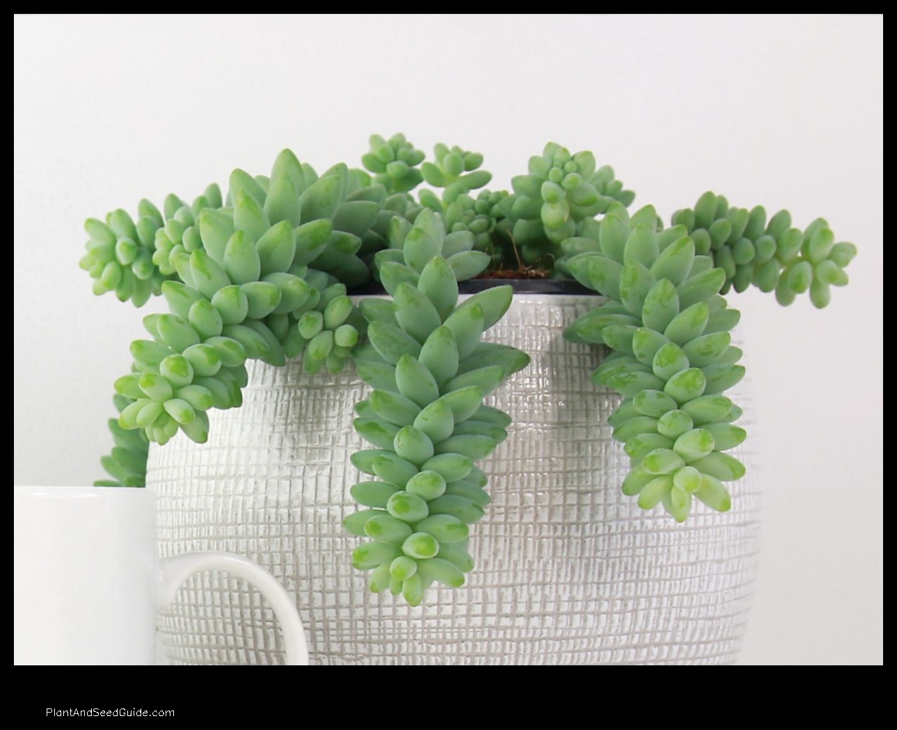 how to propagate donkey tail plant