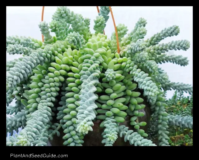 How to Propagate Donkey Tail Plant a Step by Step Guide