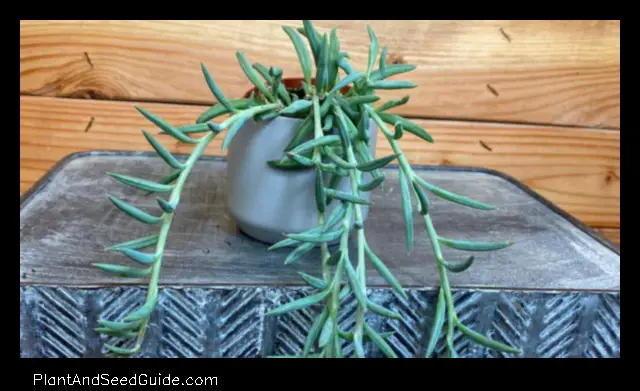 how to propagate fish hook plant