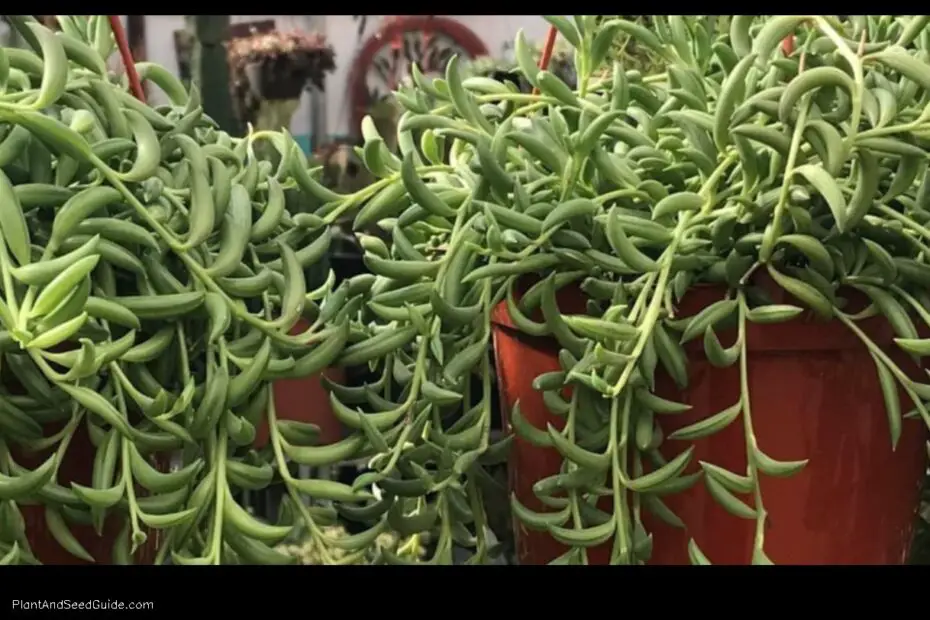 How to Propagate Fish Hook Plant a Step by Step Guide
