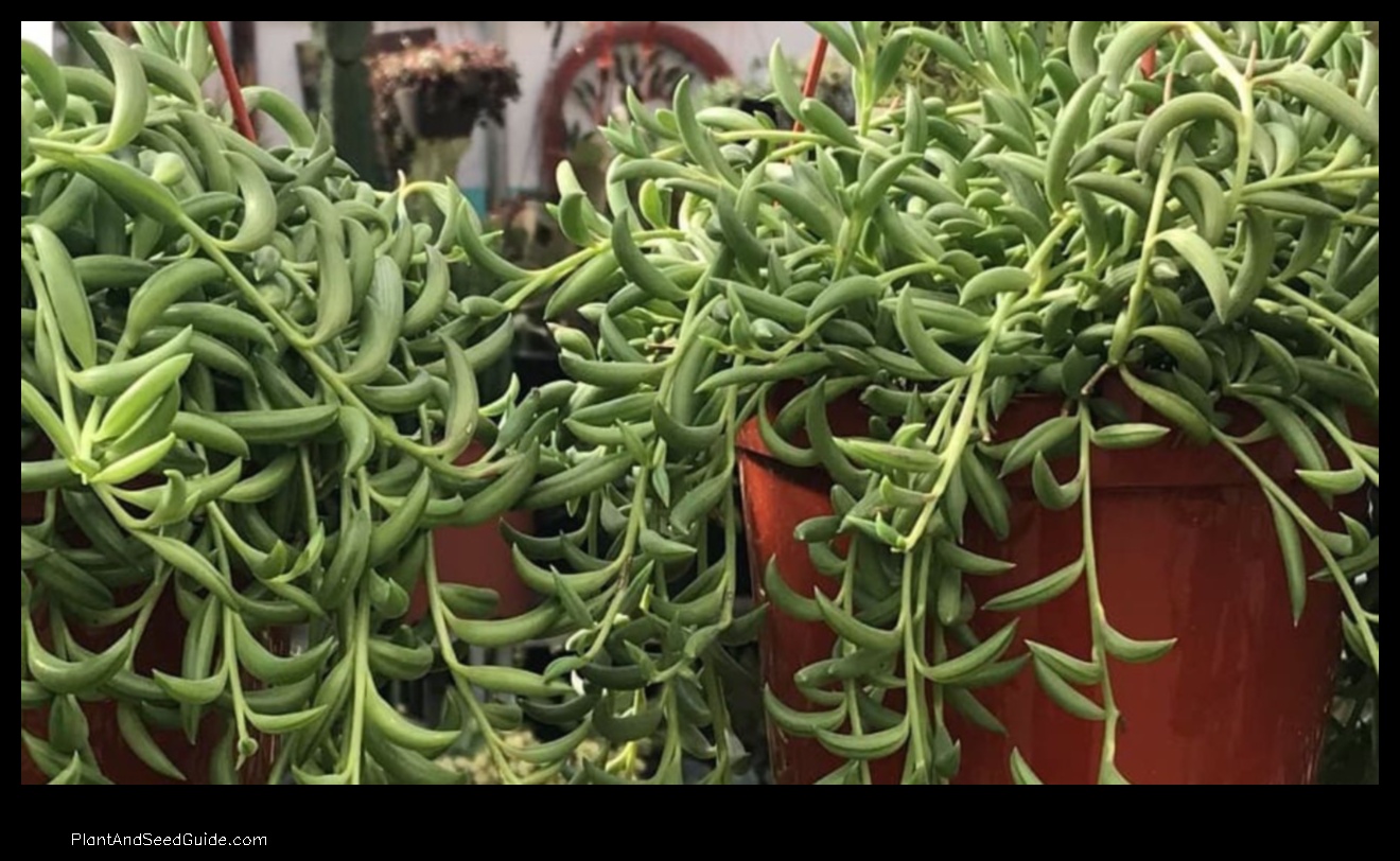 how to propagate fish hook plant