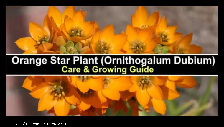 how to propagate orange star plant