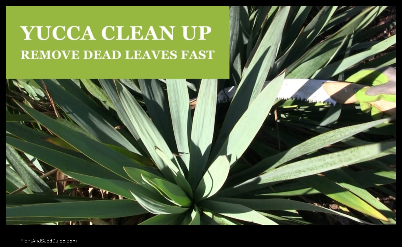 how to remove dead leaves from yucca plant