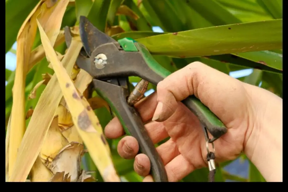 How to Remove Dead Leaves from Your Yucca Plant a Step by Step Guide