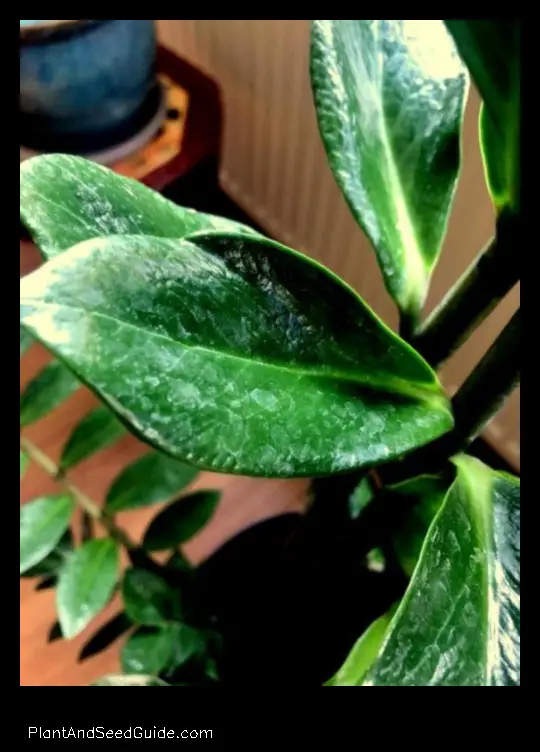how to get water spots off plant leaves