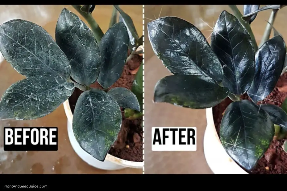 How to Remove Water Spots from Plant Leaves