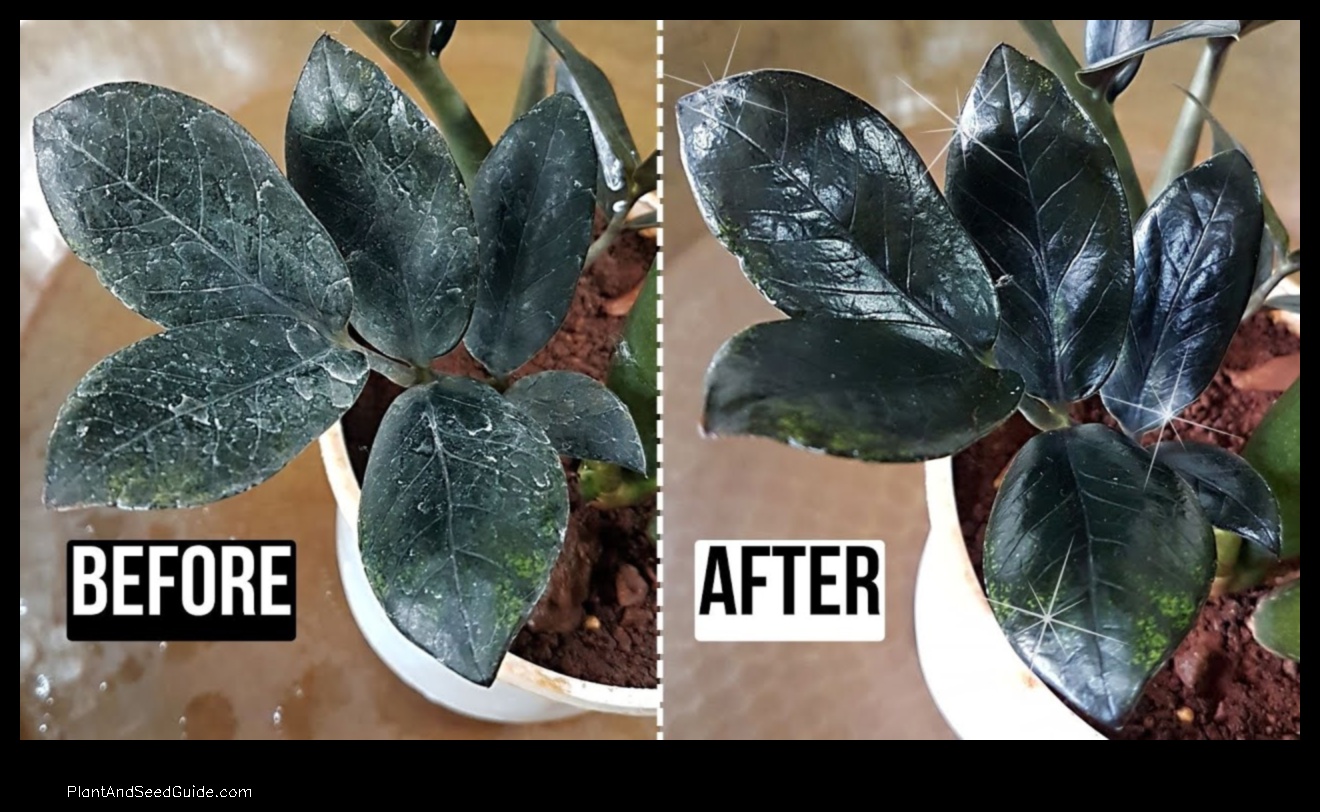 how to get water spots off plant leaves
