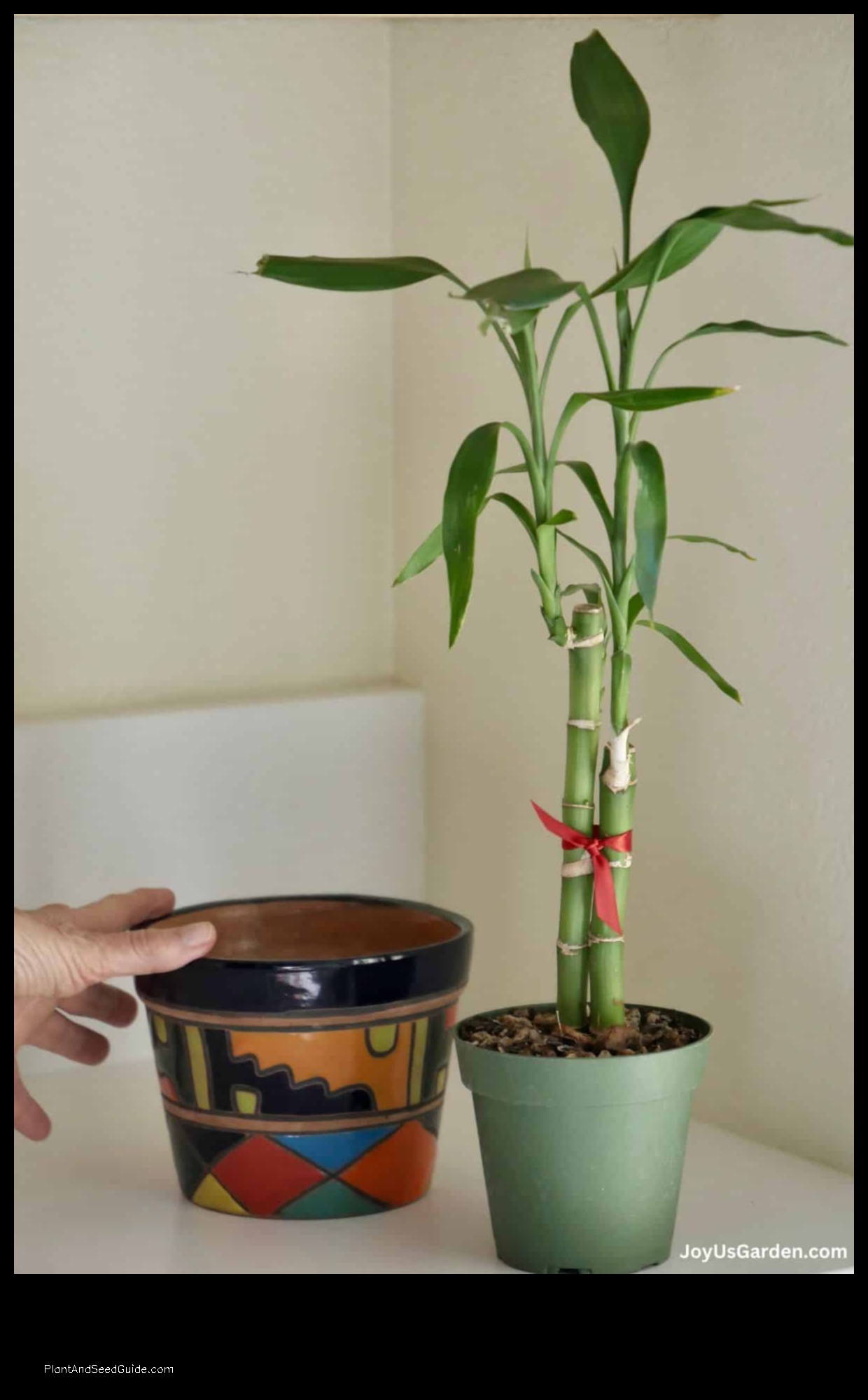 how to repot lucky bamboo plant in rocks