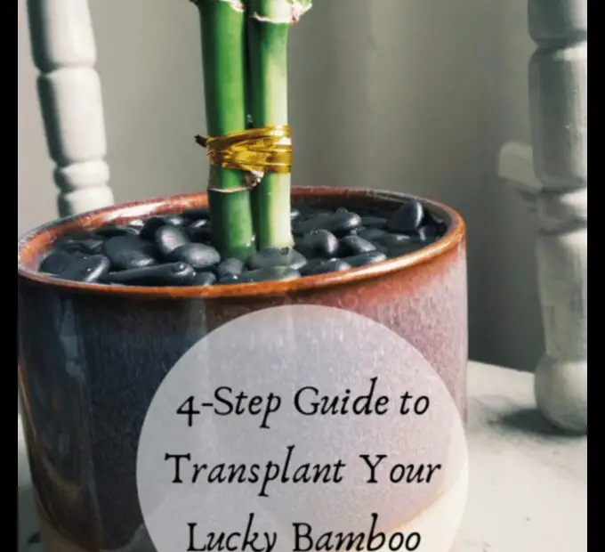 How to Replant Your Lucky Bamboo in Rocks a Step by Step Guide