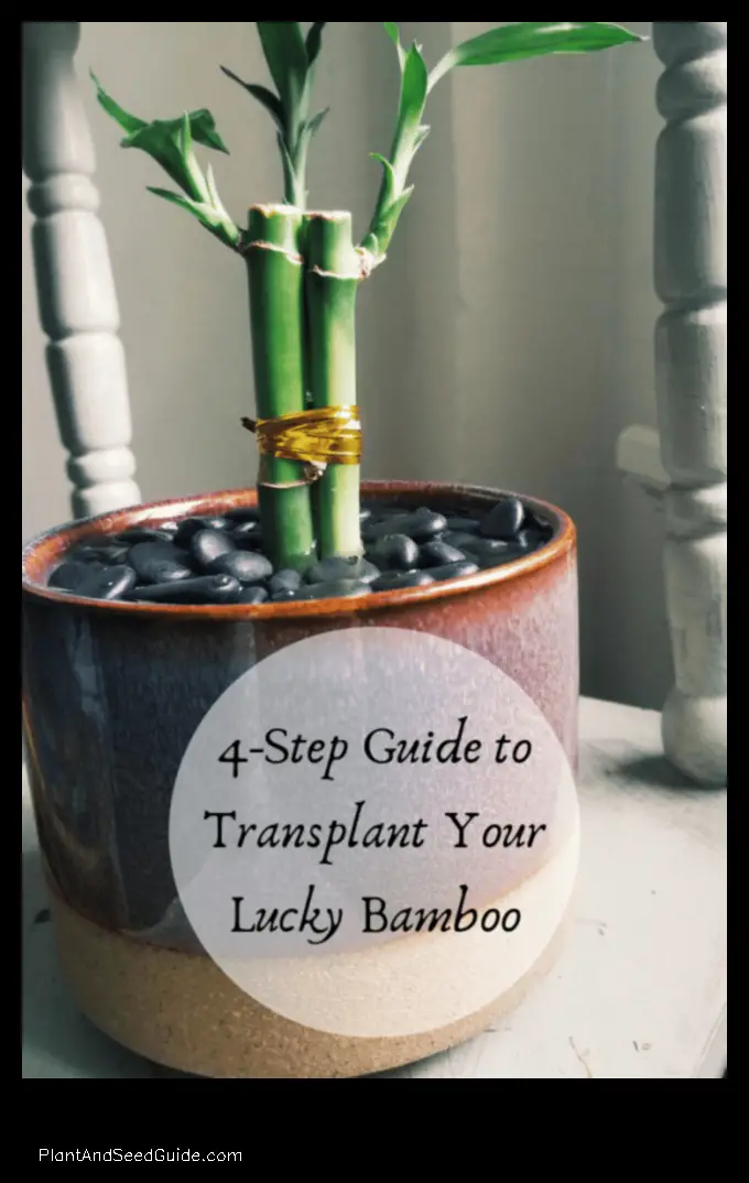 how to repot lucky bamboo plant in rocks