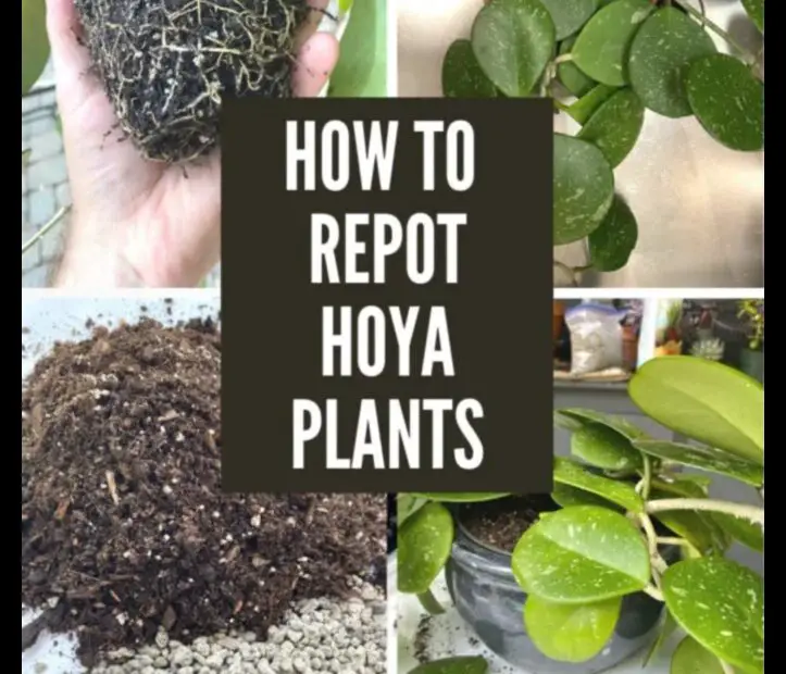 How to Repot Your Hoya Plant a Step by Step Guide