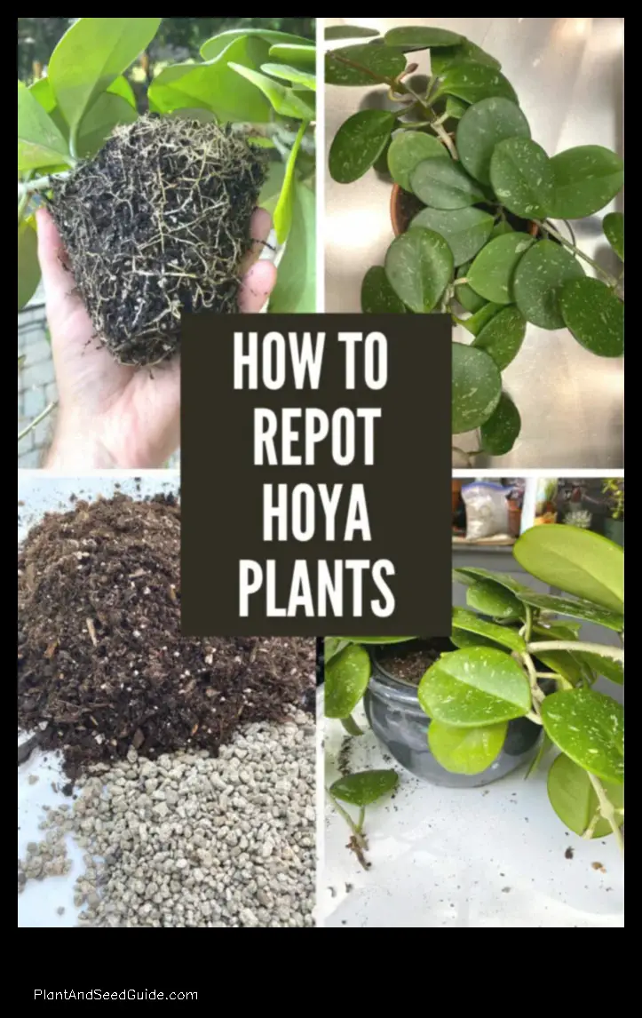 how to repot a hoya plant