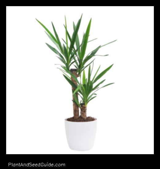 how to repot yucca plant
