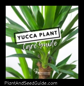 How to Repot Your Yucca Plant a Step by Step Guide