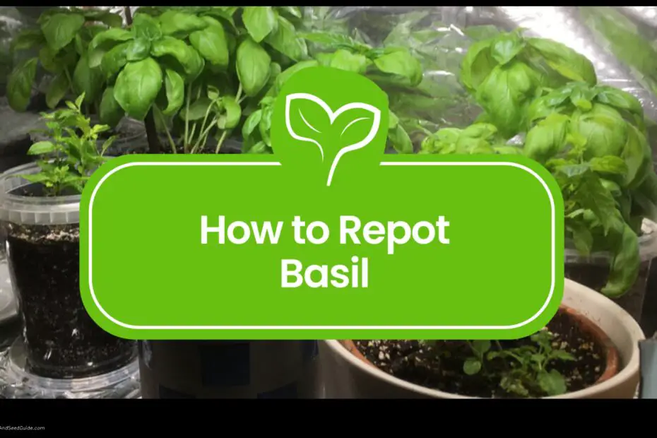 How to Repot a Basil Plant a Step by Step Guide
