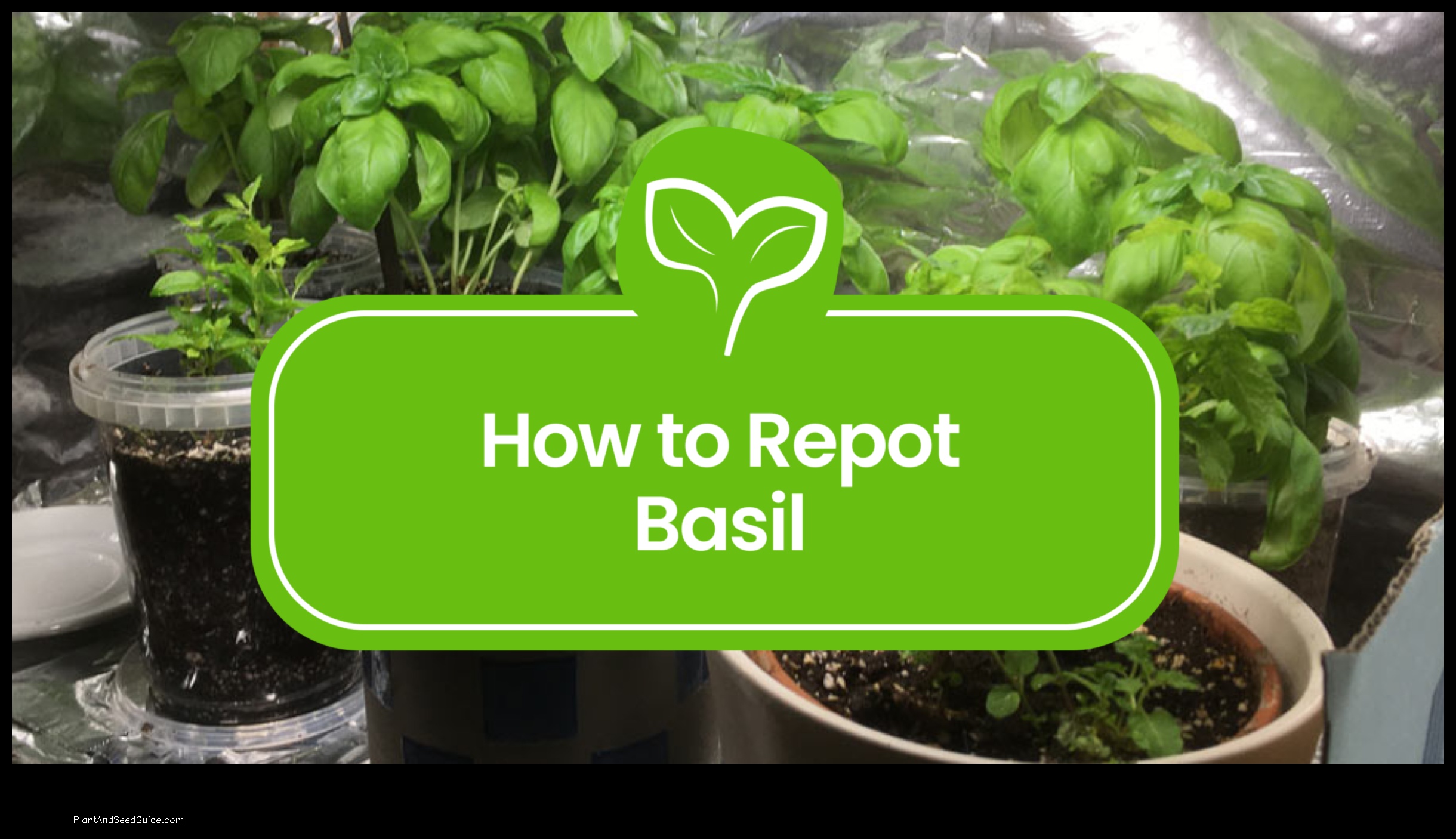 how to repot a basil plant