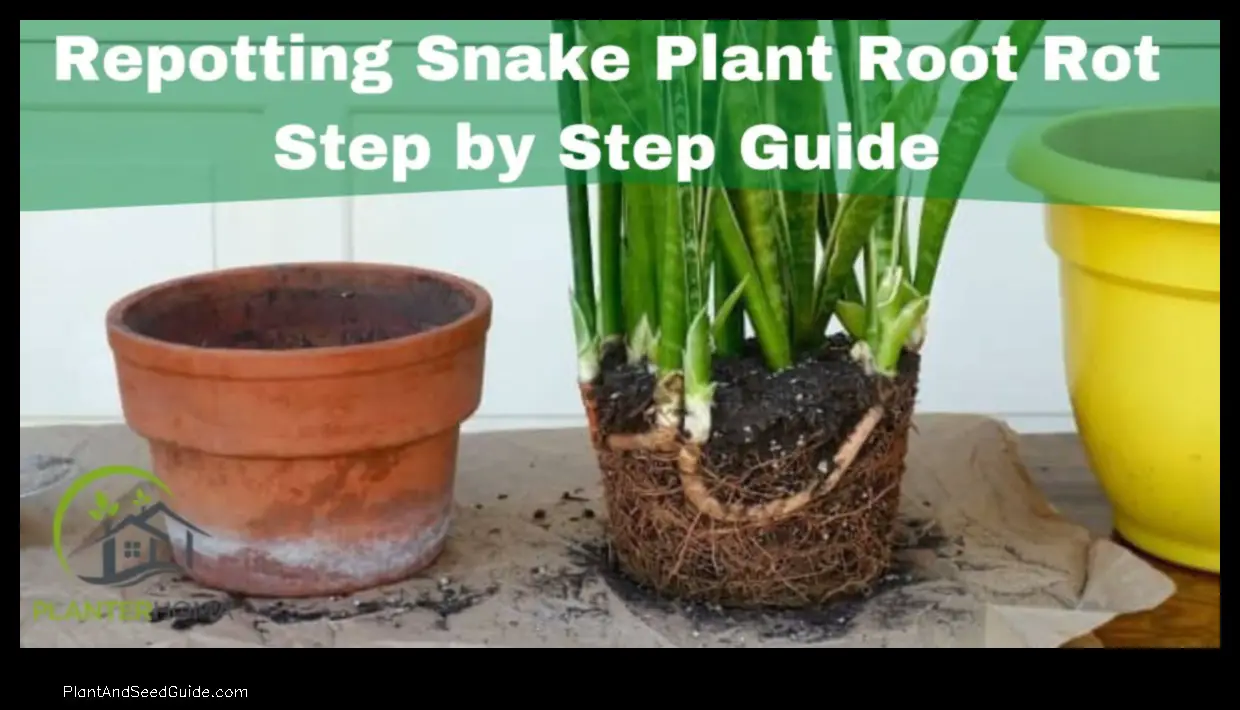 how to repot snake plant with root rot