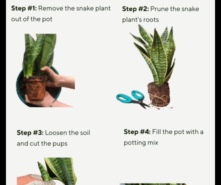 How to Repot a Snake Plant with Root Rot a Step by Step Guide
