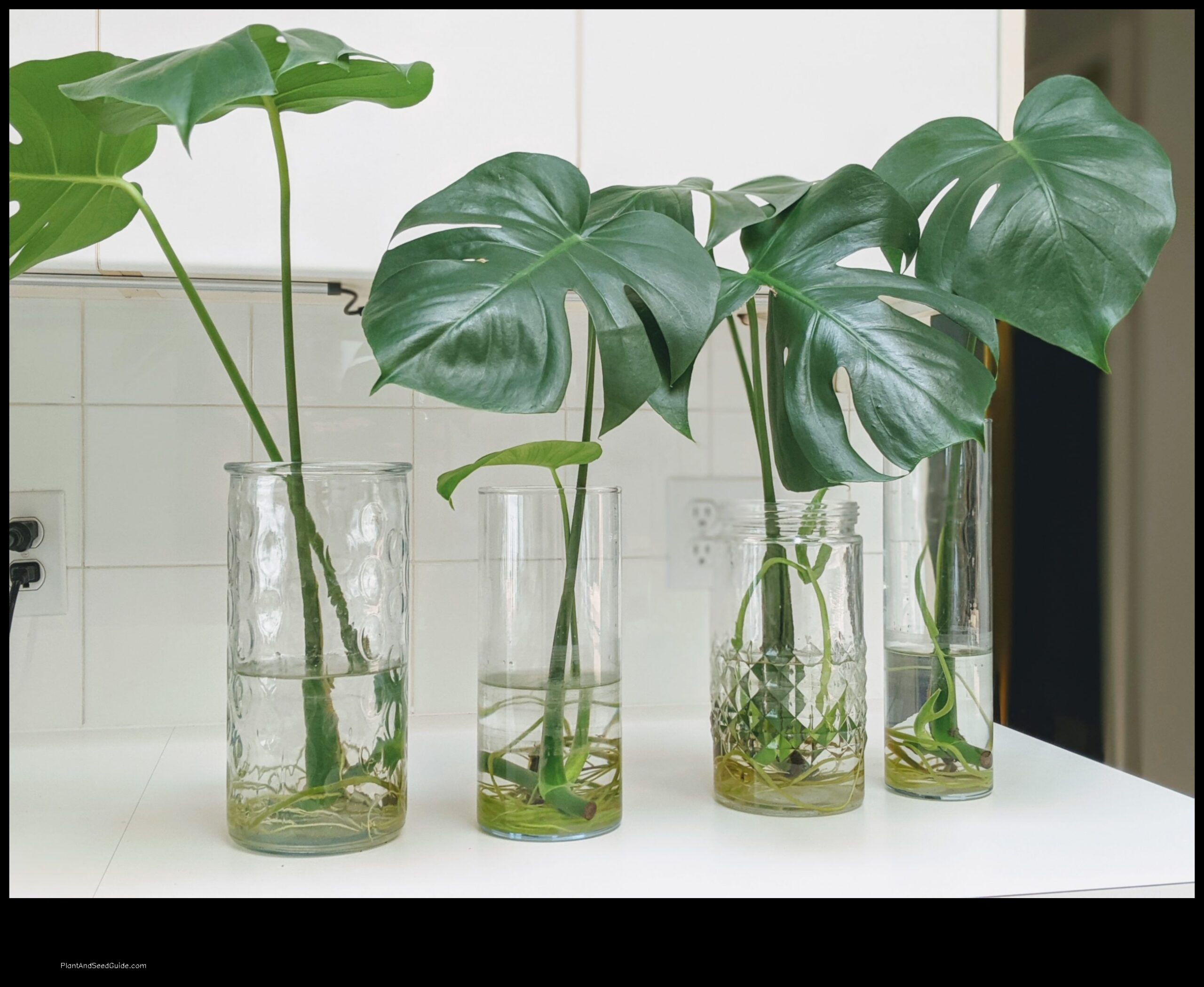 how to save monstera plant