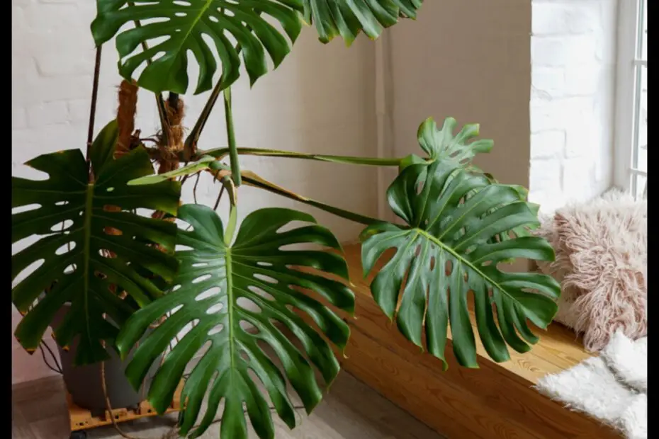 How to Save Your Monstera Plant a Step by Step Guide